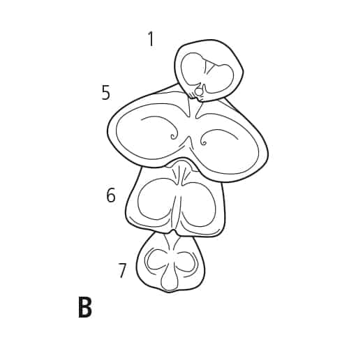 Esquisse de la fontaine Symphonie arrangement B