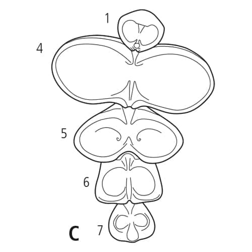 Esquisse de la fontaine Symphonie arrangement C