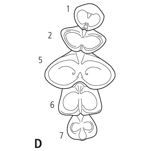 Esquisse de la fontaine Symphonie arrangement D