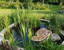 fontaine-dauphin-aigaterra